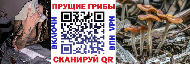 blacksprut tor  Изобильный  Псилоцибиновые грибы Cubensis 